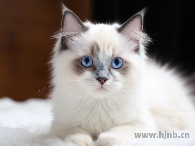 水瓶座适合养狮子猫吗