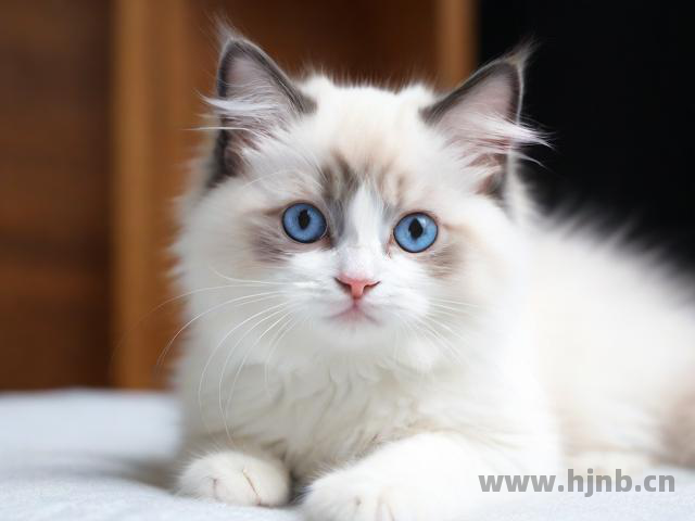 水瓶座适合养狮子猫吗