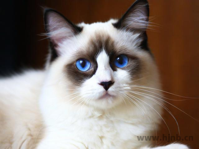 水瓶座适合养狮子猫吗