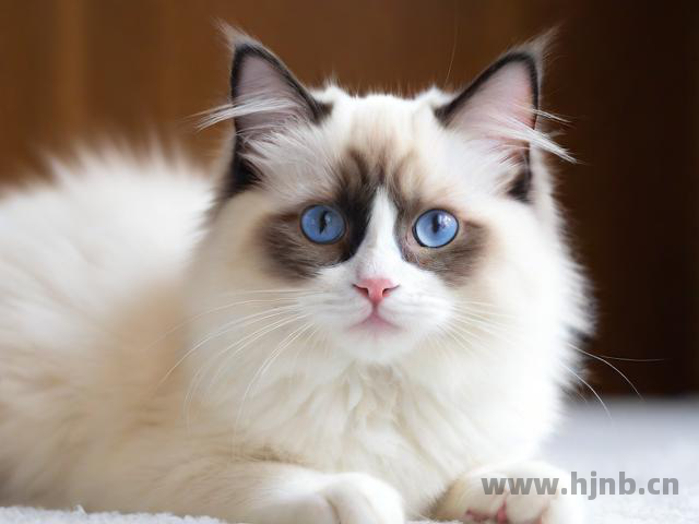 水瓶座适合养狮子猫吗